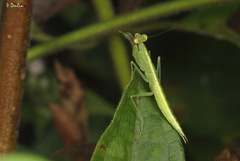 Tropidomantis