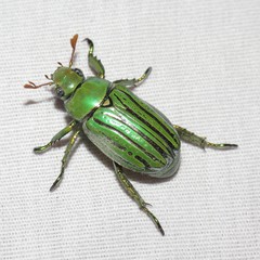 Chrysina gloriosa
