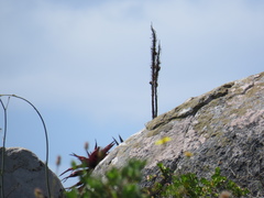 Aloe microstigma framesii