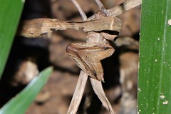 Rivula striatura