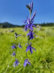 Lobelia gruina