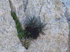 Aloe microstigma framesii