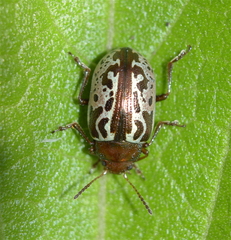 Zygogramma piceicollis
