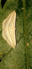 Scopula opicata