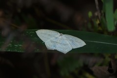 Acropteris ciniferaria