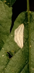 Scopula opicata
