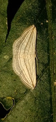 Scopula opicata