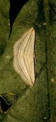 Scopula opicata