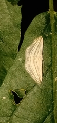 Scopula opicata