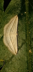 Scopula opicata