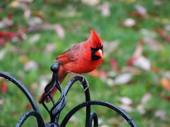 Cardinalis cardinalis