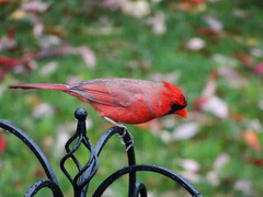 Cardinalis cardinalis