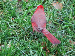 Cardinalis cardinalis