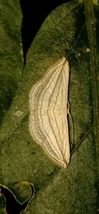 Scopula opicata