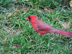 Cardinalis cardinalis