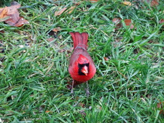 Cardinalis cardinalis