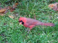 Cardinalis cardinalis