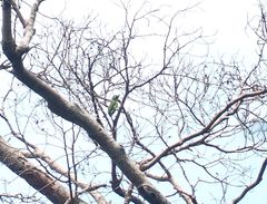 Psilopogon australis