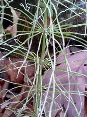 Equisetum pratense image