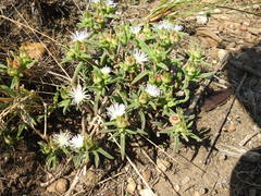 Delosperma herbeum