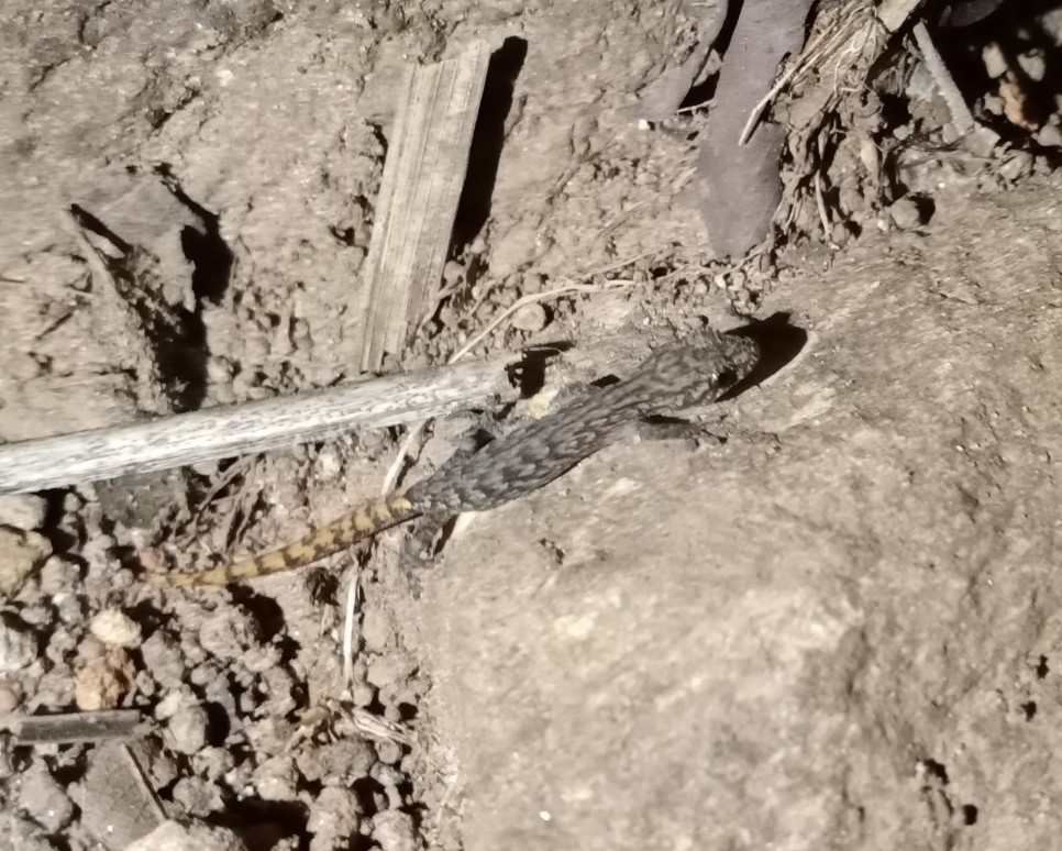 Araku Slender Gecko