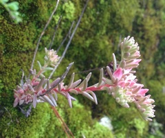 Sedum goldmanii