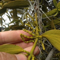 Phoradendron velutinum