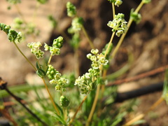 Psammotropha myriantha