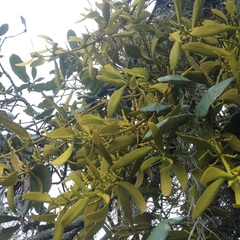 Phoradendron velutinum