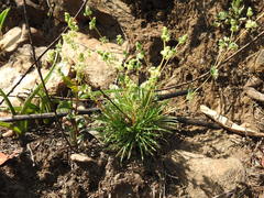 Psammotropha myriantha