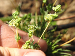 Psammotropha myriantha