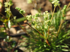 Psammotropha myriantha