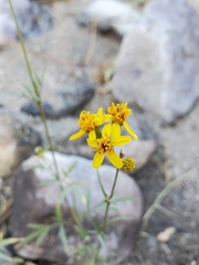 Coreocarpus arizonicus