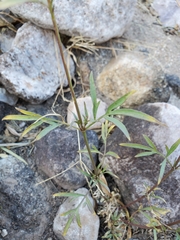 Coreocarpus arizonicus