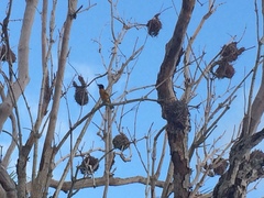Icterus dominicensis