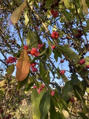 Angiospermae
