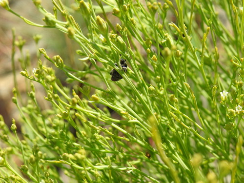 Image of Thesium utile by (c) Matthew Fainman, some rights reserved (CC BY)