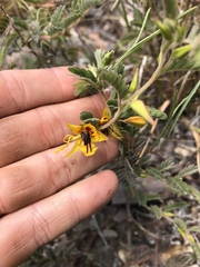 Chamaecrista lineata keyensis