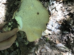 Hydnum subolympicum
