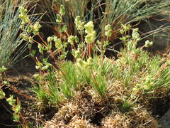Psammotropha myriantha