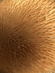 Hydnum subolympicum