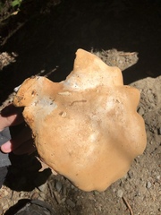 Hydnum subolympicum