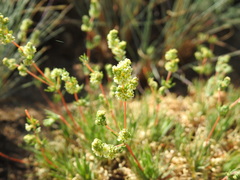 Psammotropha myriantha