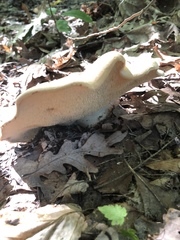 Hydnum subolympicum