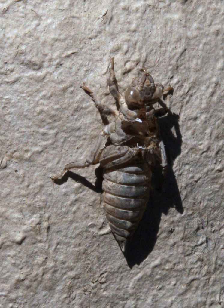 Gomphus kinzelbachi