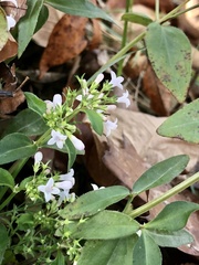 Houstonia purpurea