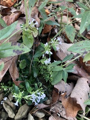 Houstonia purpurea