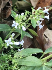 Houstonia purpurea