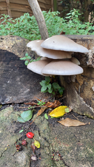 Cyclocybe parasitica