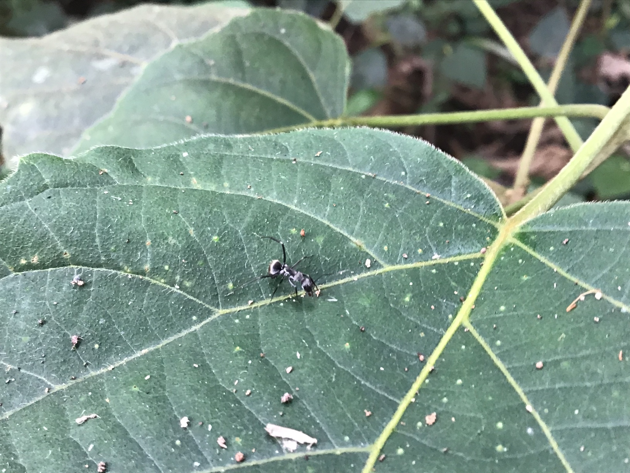 Myrmosericus